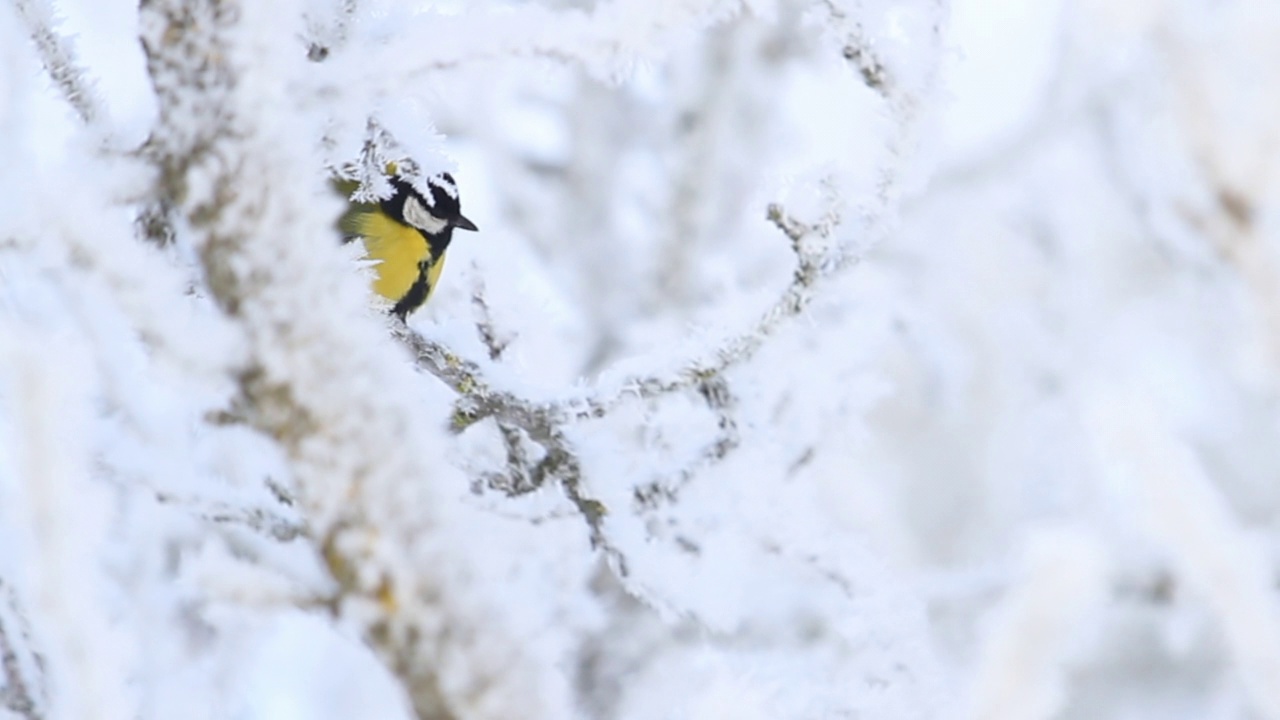 一只大山雀栖息在积雪覆盖的树枝上视频素材