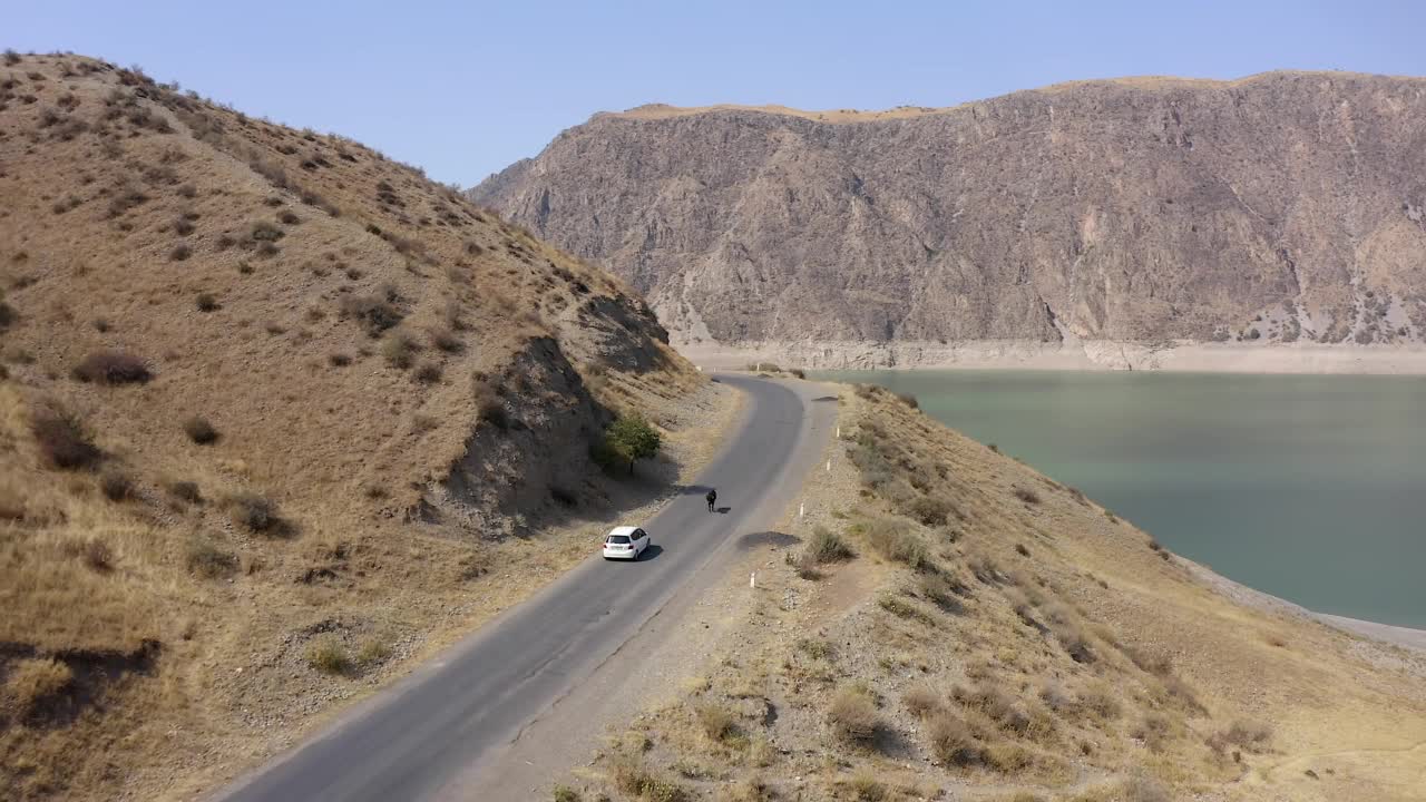 一辆白色汽车正沿着山路行驶，它绕着一头奶牛行驶。乘汽车旅行。视频素材