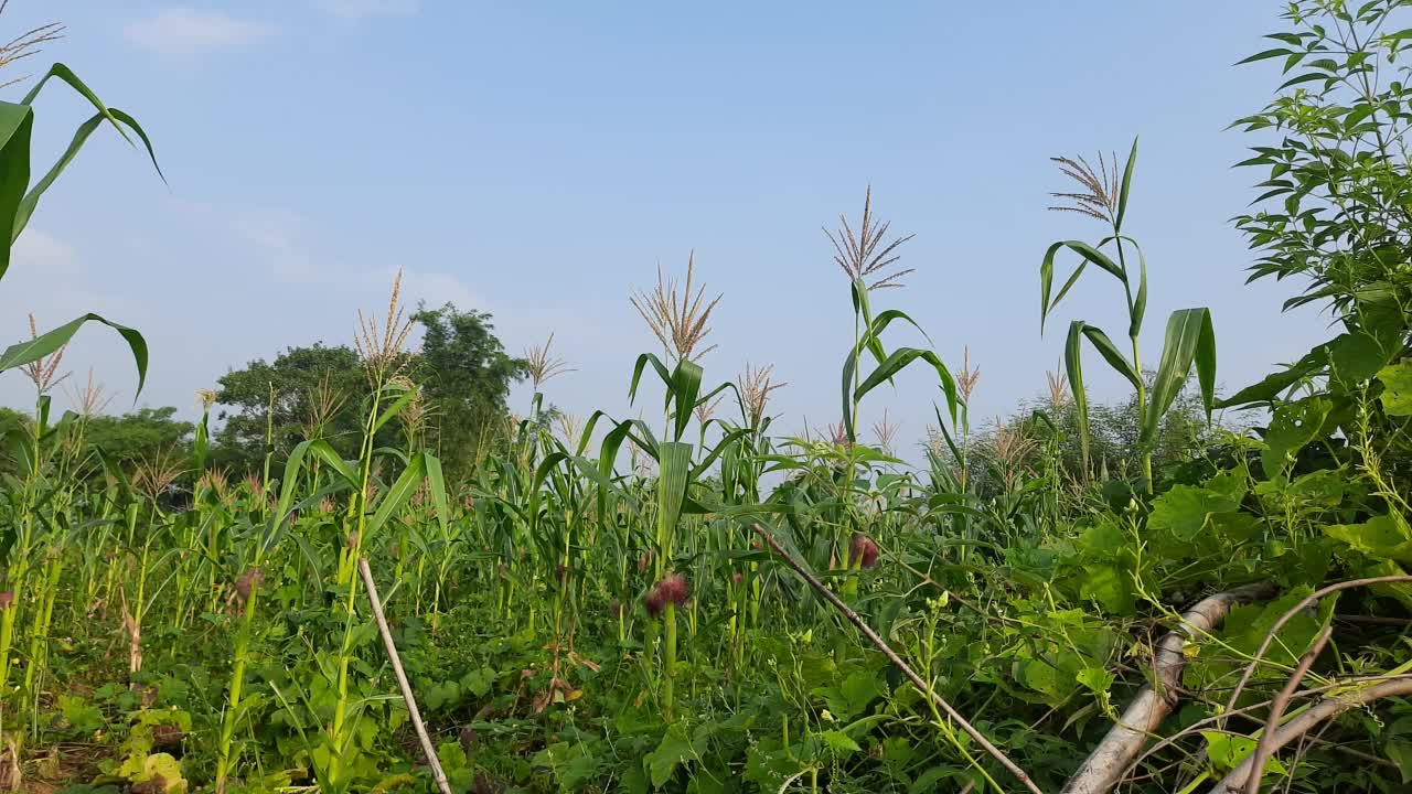 玉米农业自然田。视频素材