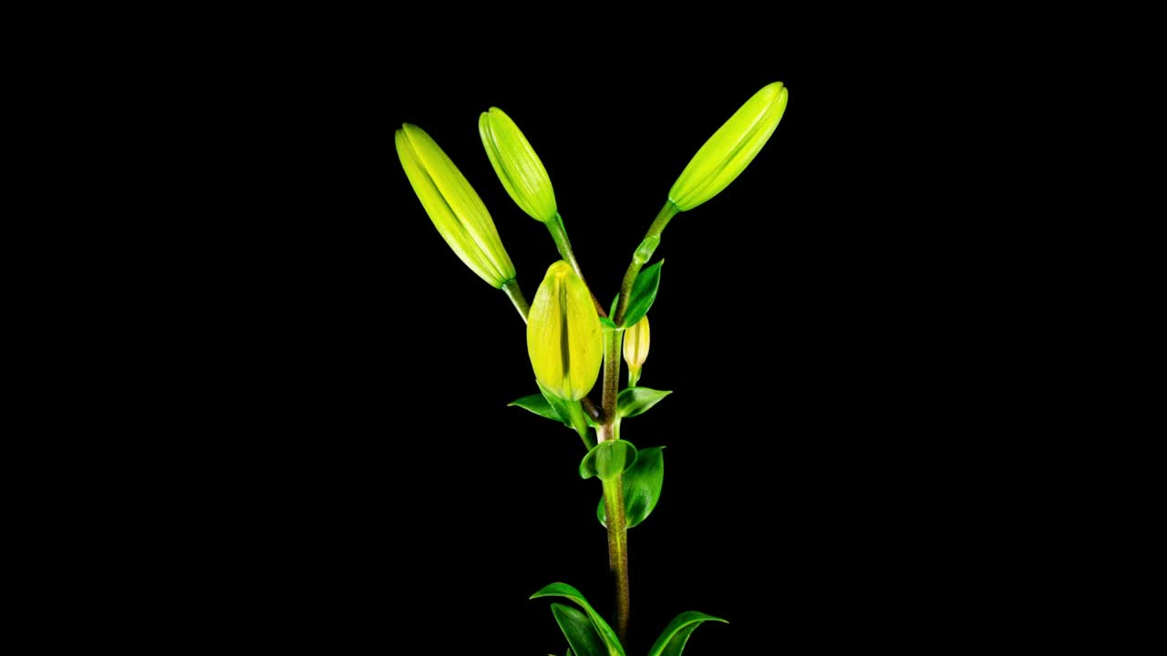 在树叶和黑色背景的时间流逝中盛开的黄色百合。酸橙花在时间流逝中开放花瓣。盛开的植物从开花到枯萎的嫩视频视频素材