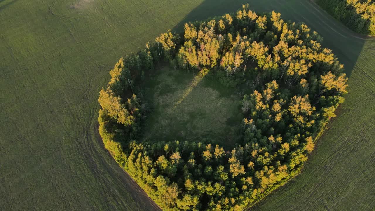 森林中央的一片空地。森林被农田包围着。茂密森林的鸟瞰图。农业领域。美丽的风景。用无人机，四轴飞行器射击。视频下载