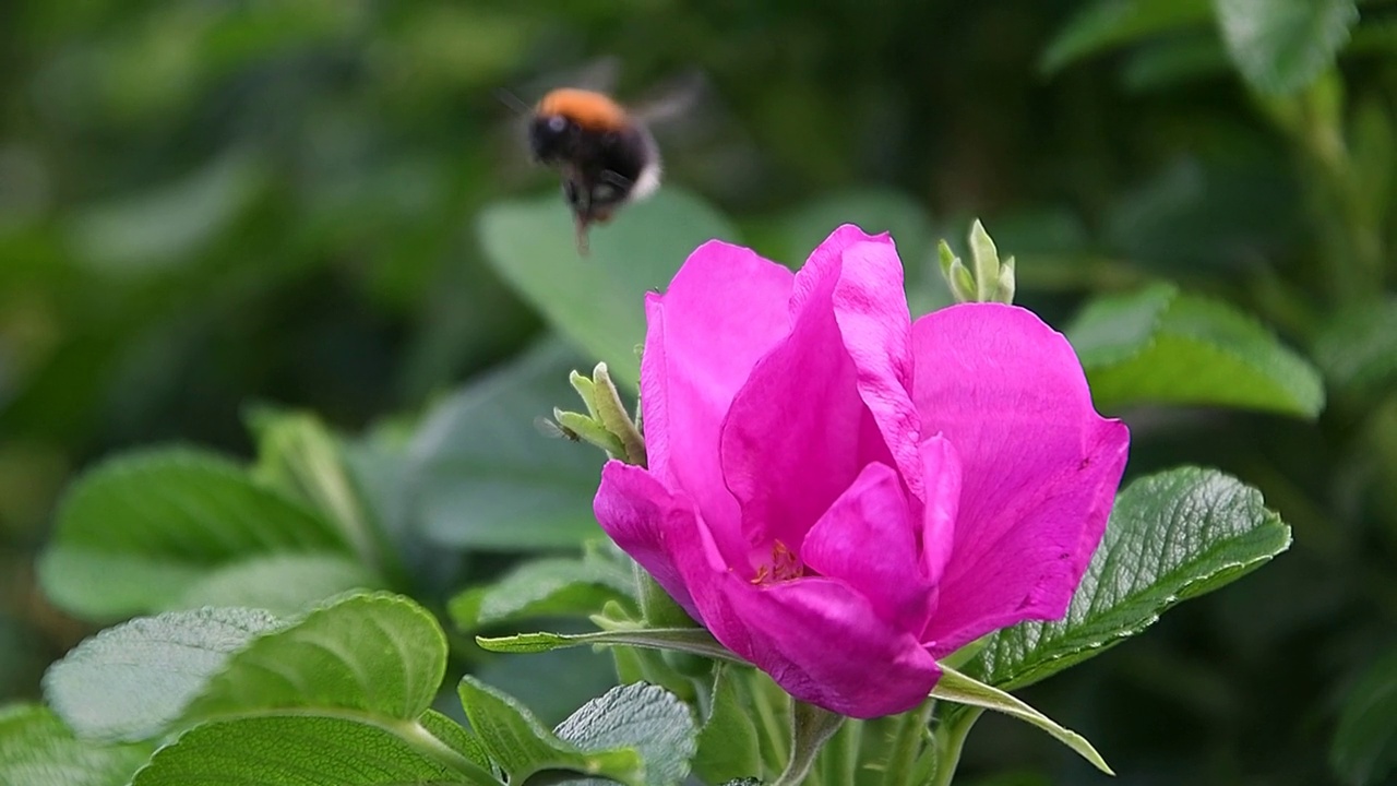 一只大黄蜂从一朵粉红色的花上起飞。视频素材