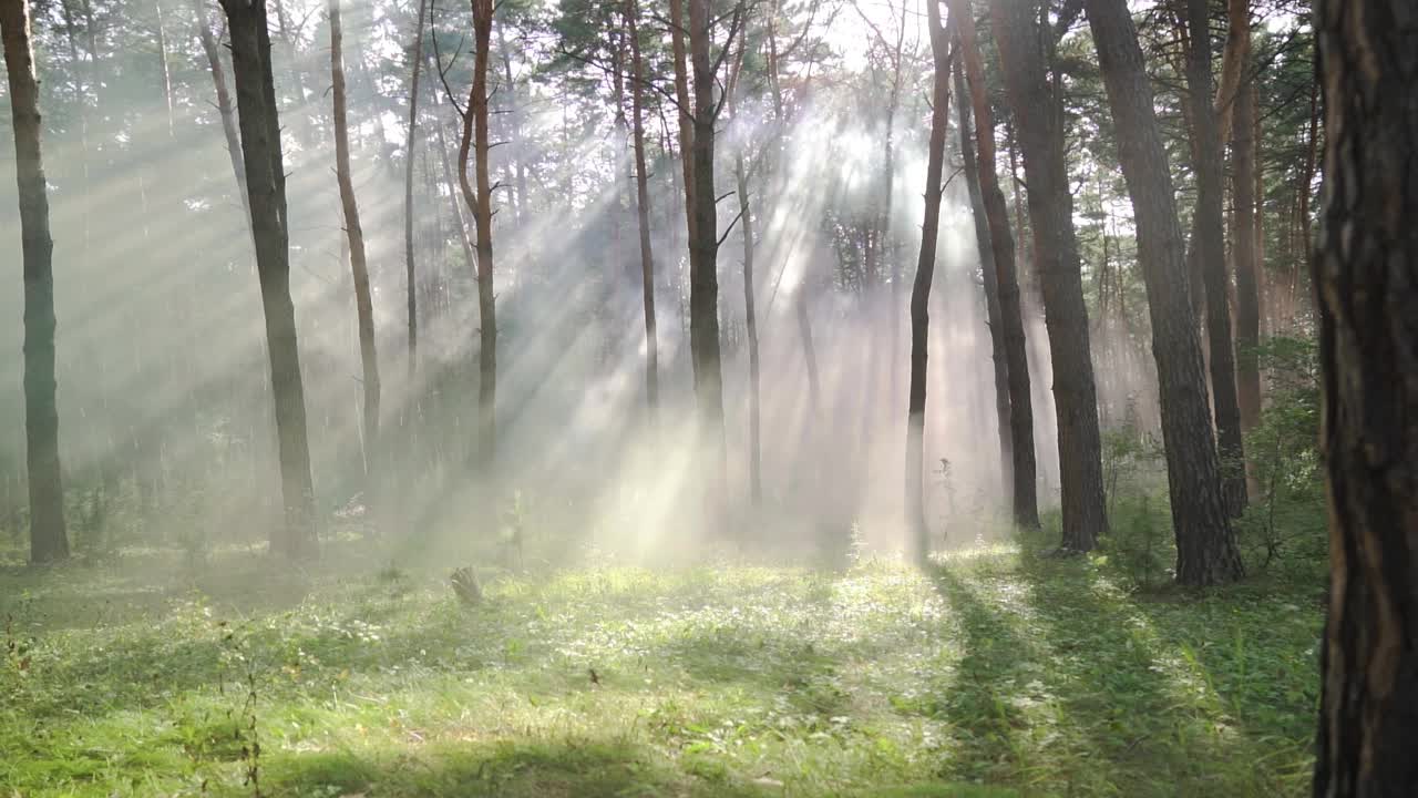 魔幻森林中的奇幻场景背景。运动中的彩雾视频素材