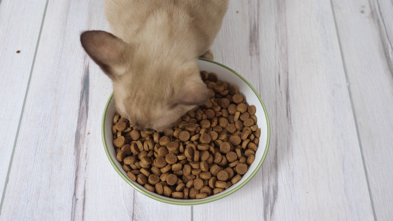 小猫吃大碗里的狗粮。健康的猫粮和体重控制，猫干粮视频素材