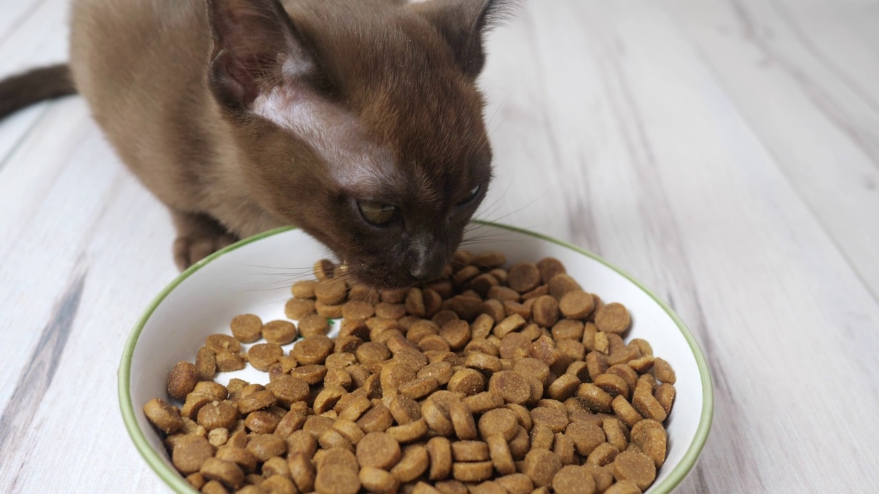 小猫吃大碗里的狗粮。健康的猫粮和体重控制，猫干粮视频素材