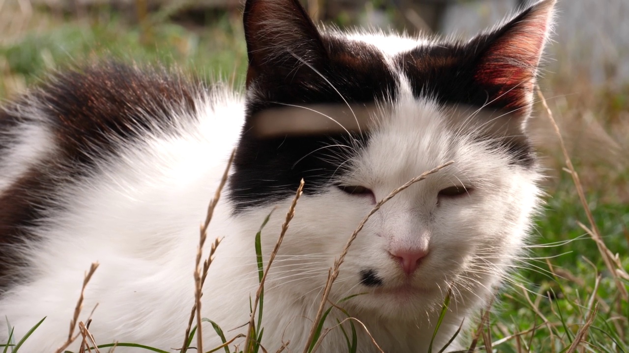 黑白色的小猫在草地上晒太阳休息在大自然的特写视频素材