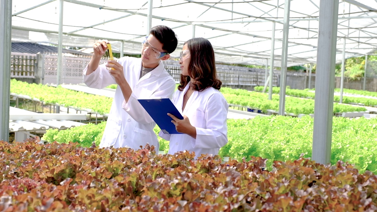 科学家们检测了来自水培农场的有机蔬菜沙拉和生菜的质量，并将它们记录在剪贴板上视频素材