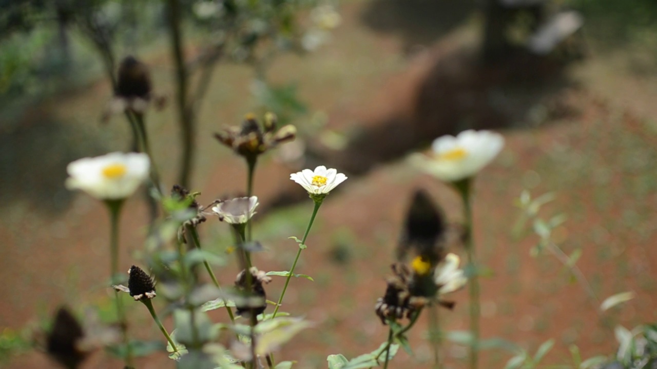 花视频素材