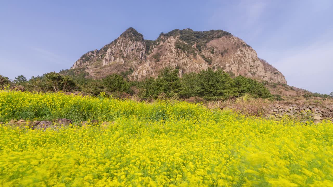 韩国济州西归浦市山邦山油菜田里的油菜籽视频素材