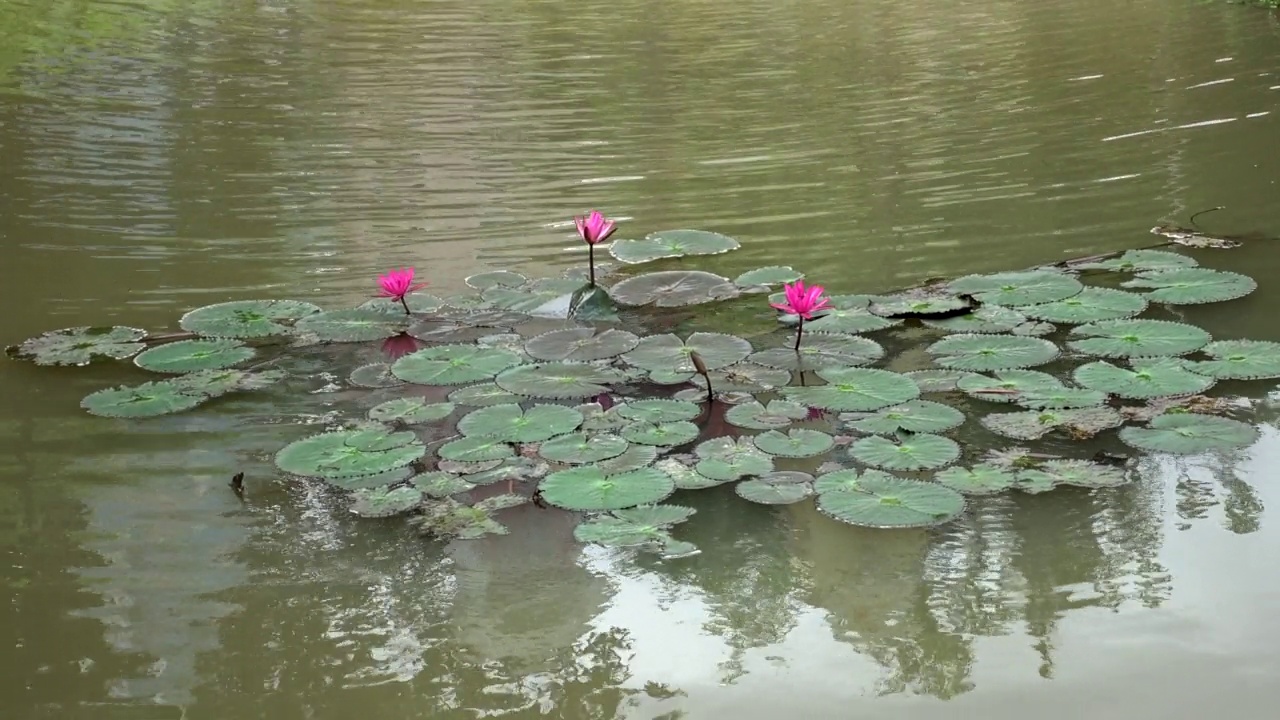 池塘里的粉红莲花。视频素材