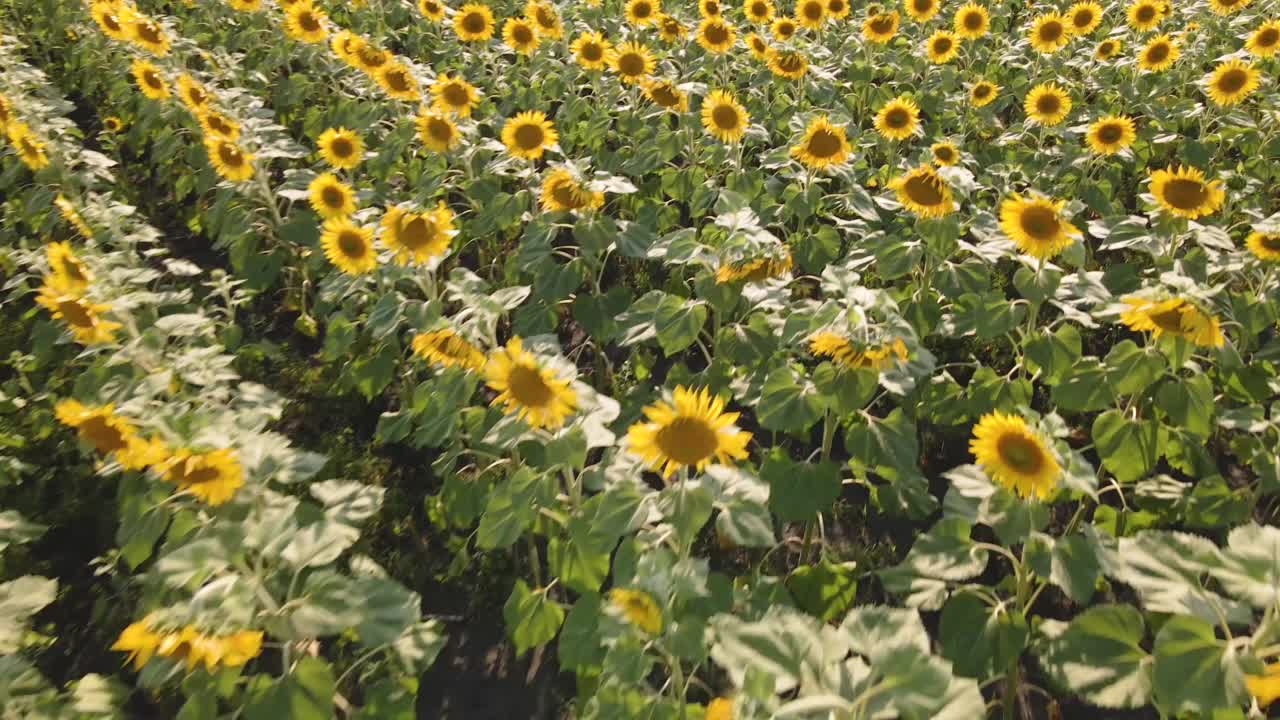 向日葵田的鸟瞰图。向日葵和植物油的广告图片。向日葵田和草地。植物学。油料作物的栽培。收获时间。向日葵种子。视频下载