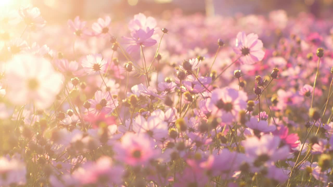 粉红色的宇宙花在夕阳的风中摇曳视频下载