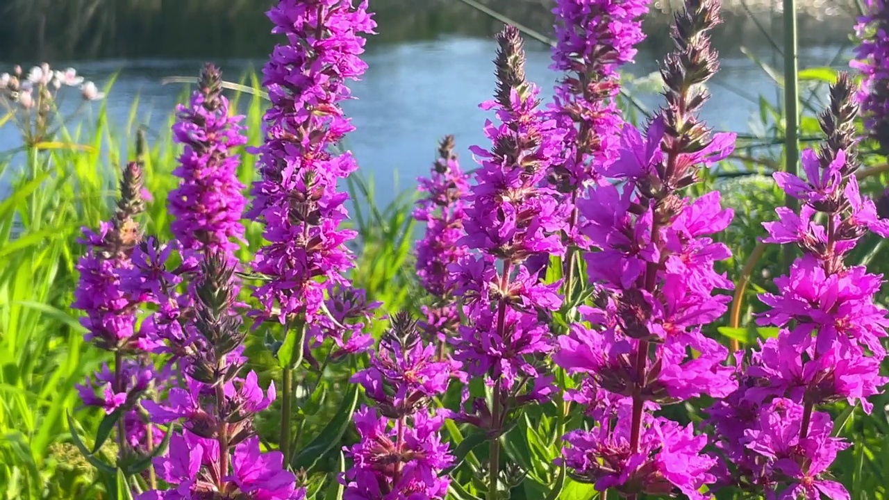 在自然背景上的紫色花。视频素材