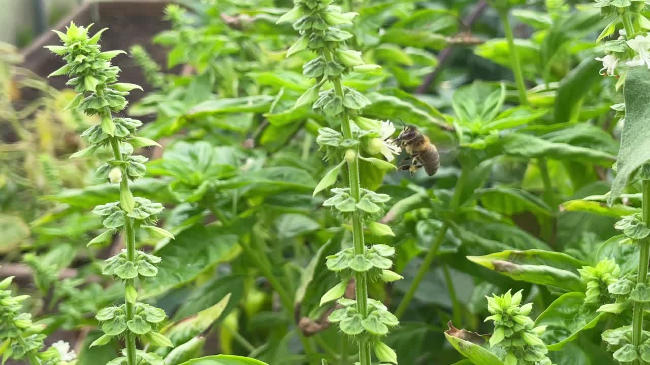 花园里的菠菜开花，花园里的黄瓜花授粉，夏天的园艺季节。视频素材