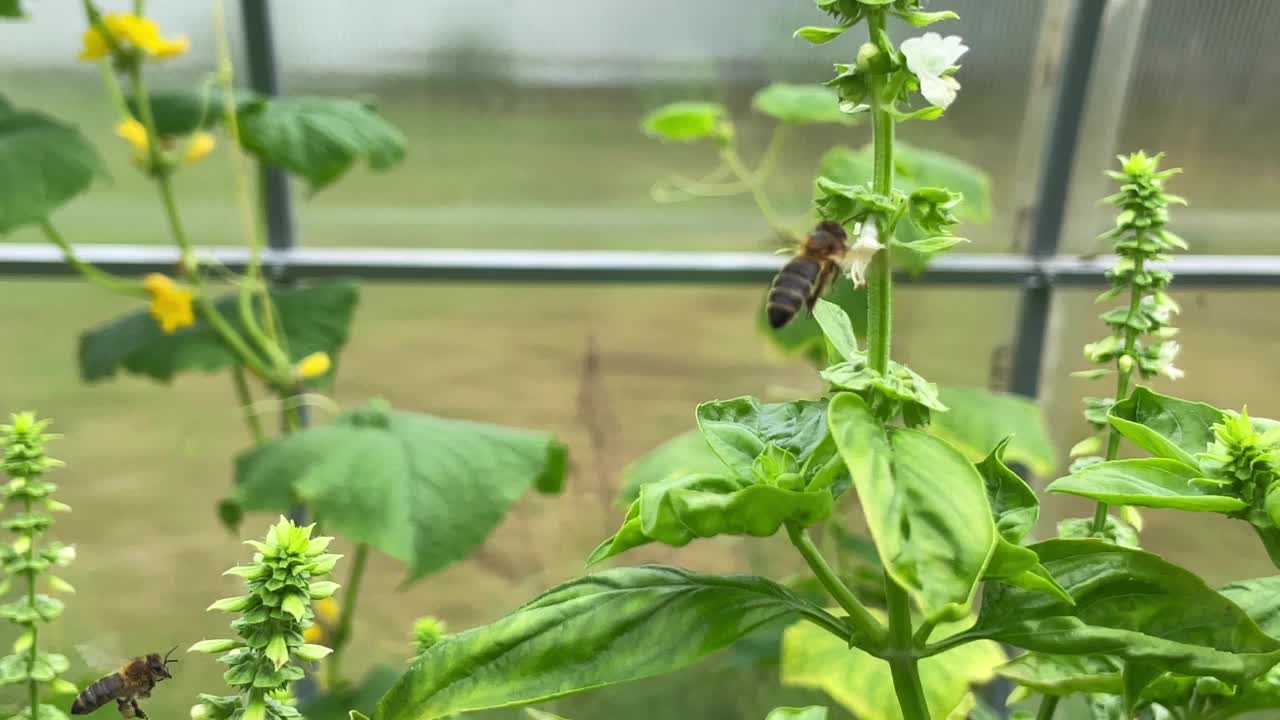 花园里的菠菜开花，花园里的黄瓜花授粉，夏天的园艺季节。视频素材