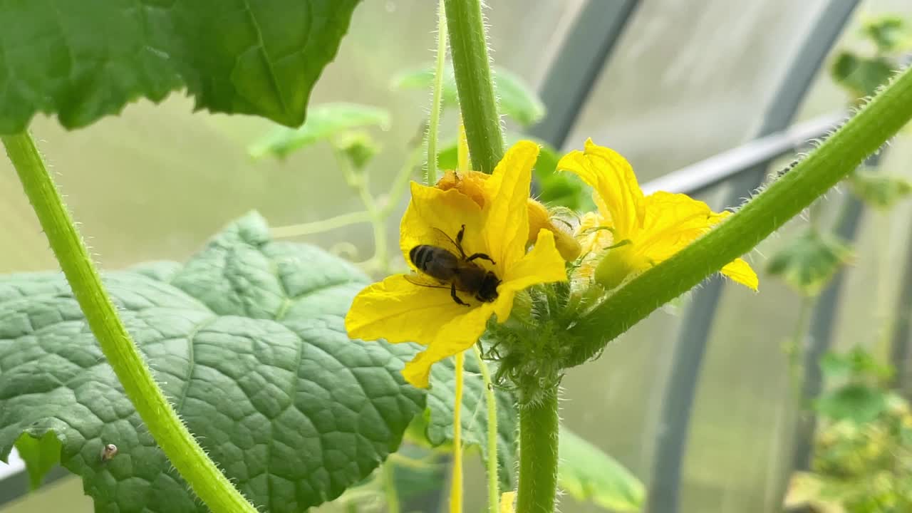 黄瓜在花园里，黄瓜花在花园里授粉，夏季园艺季节。蜜蜂为黄瓜花授粉视频素材