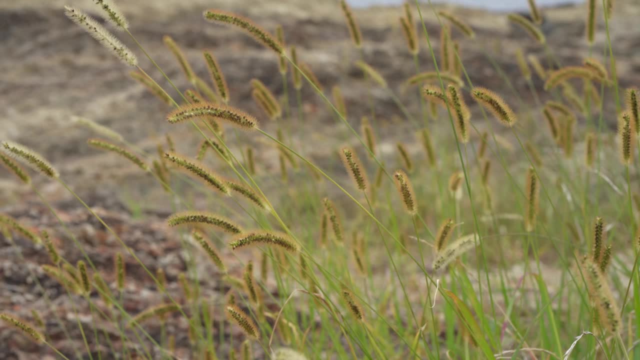 绿色的狐尾草在风中摇曳视频素材