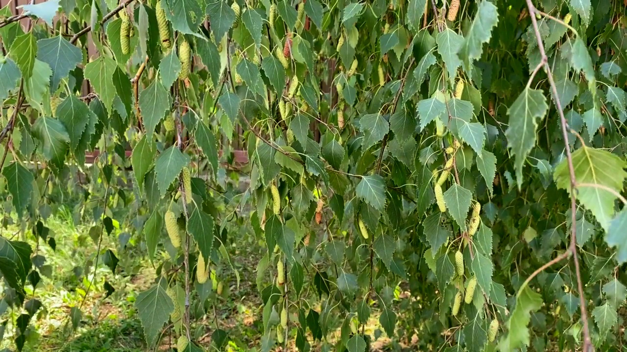 桦树的枝条随风摆动。微风中，一棵戴着耳环的桦树视频素材