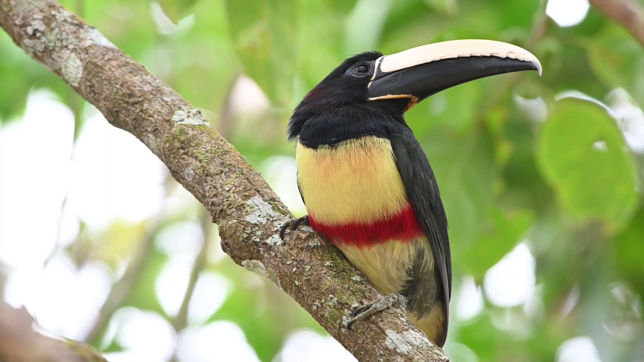 黑颈蜘蛛(pter舌蛛Aracari)在吃了很多水果后在沉睡的潮湿森林里。视频素材