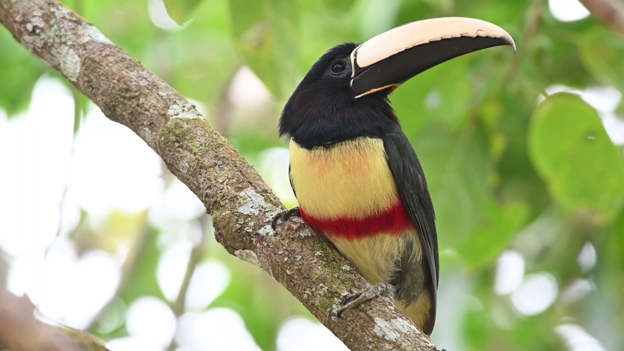 黑颈蜘蛛(pter舌蛛Aracari)在吃了很多水果后在沉睡的潮湿森林里。视频素材