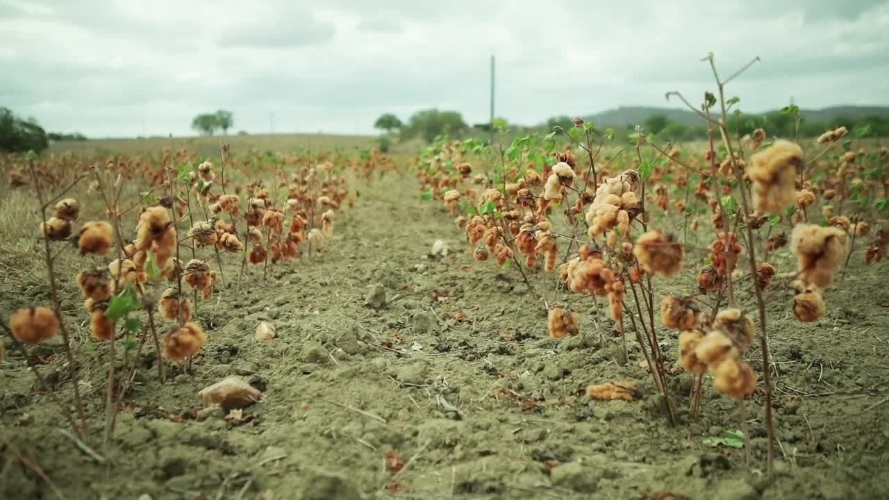 棉花田，巴西农村的棉花作物，慢镜头视频素材