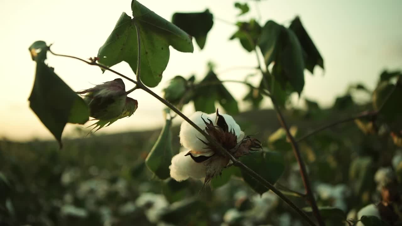 一个白色棉花作物的特写，棉花田视频素材