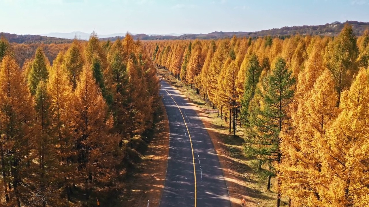 鸟瞰五彩缤纷的森林和道路视频素材