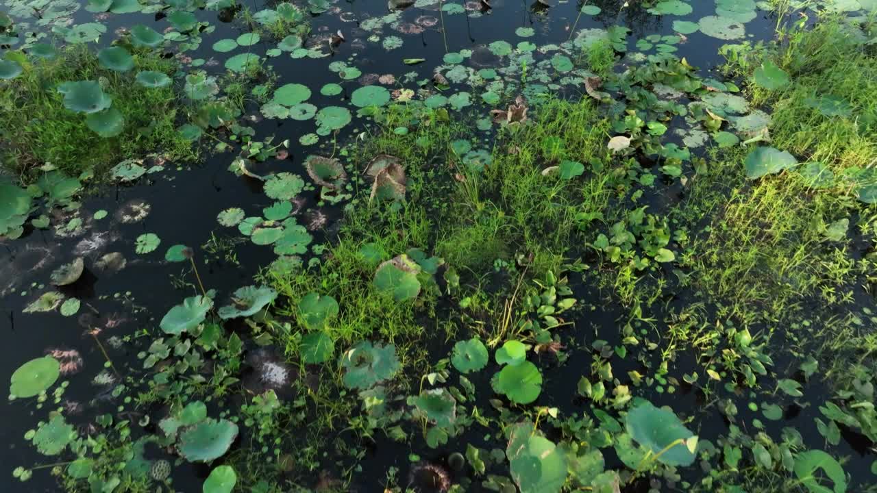 沼泽里的睡莲视频素材