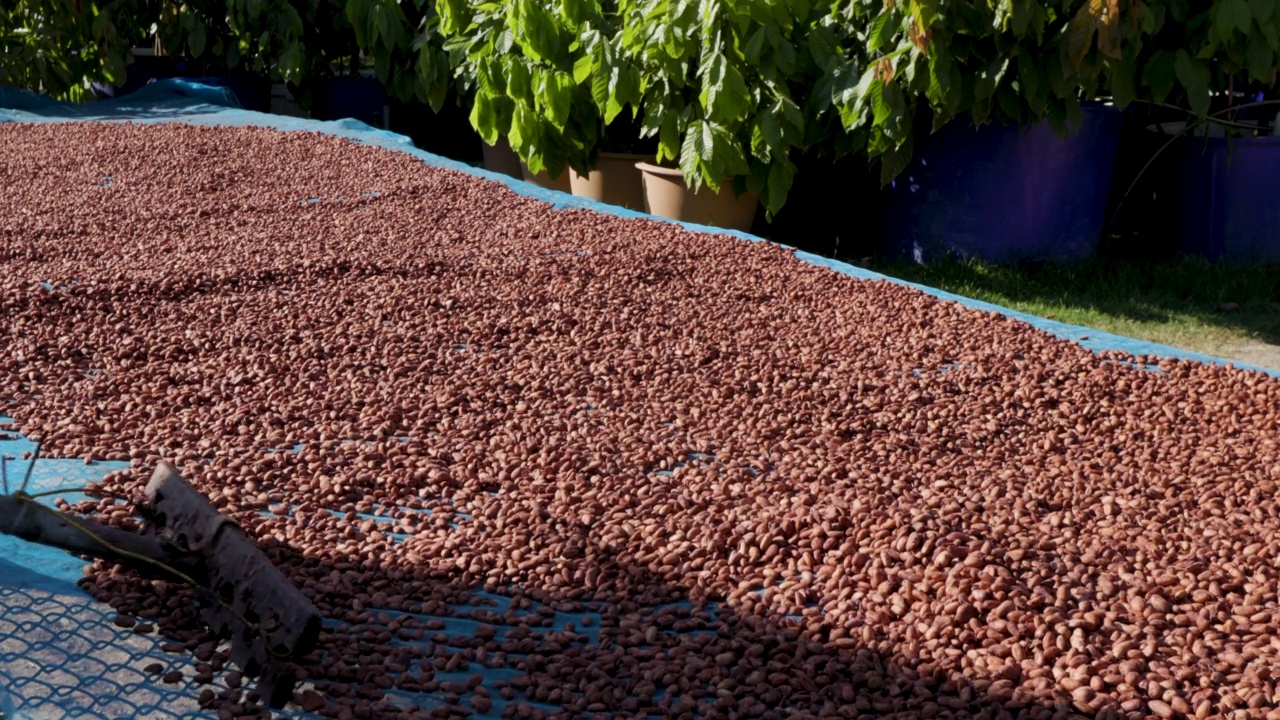 有机可可豆在农场晒干视频素材