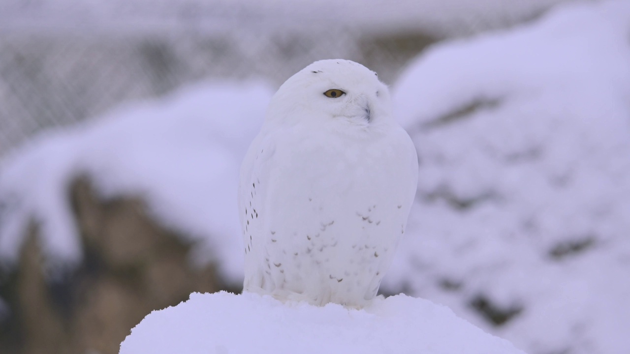 雪鸮(Bubo scandiacus)，在冬天视频素材