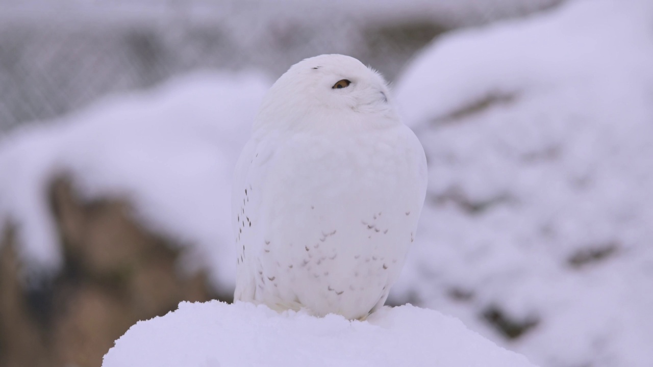 雪鸮(Bubo scandiacus)，在冬天视频素材