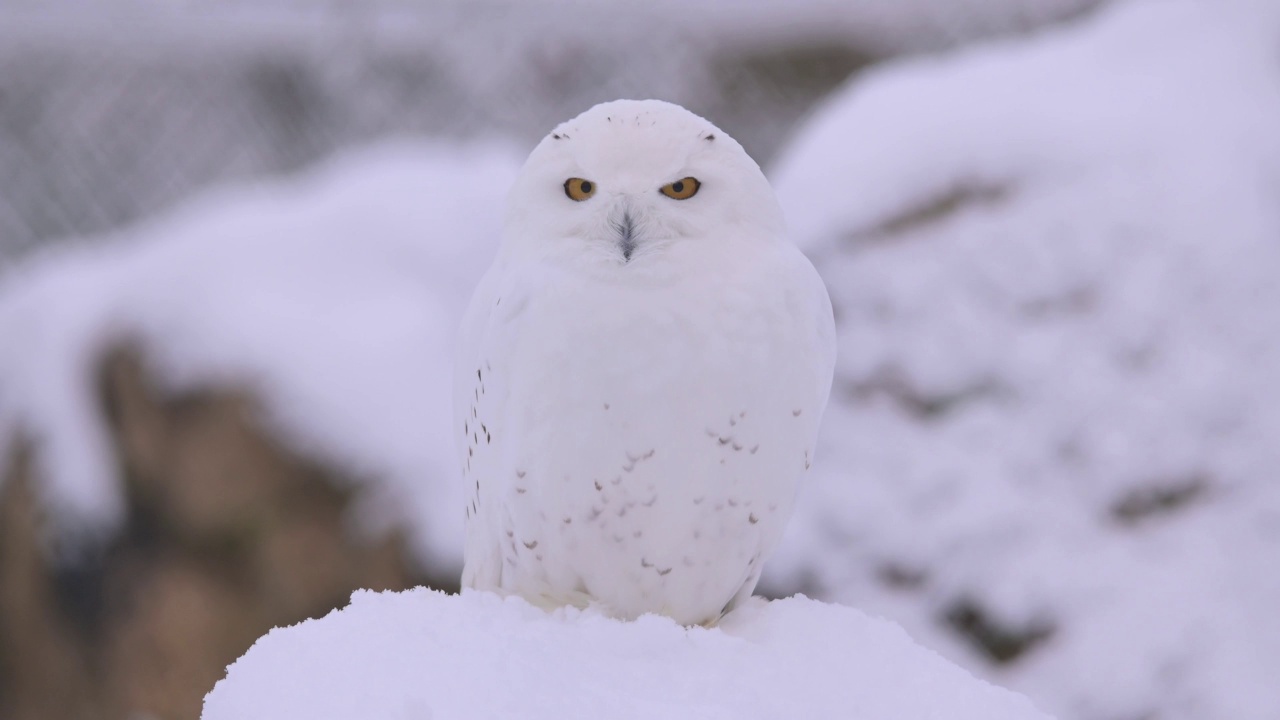 雪鸮(Bubo scandiacus)，在冬天视频素材