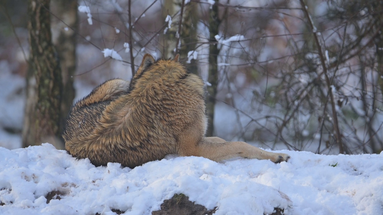 狼(Canis lupus)，在冬天视频素材