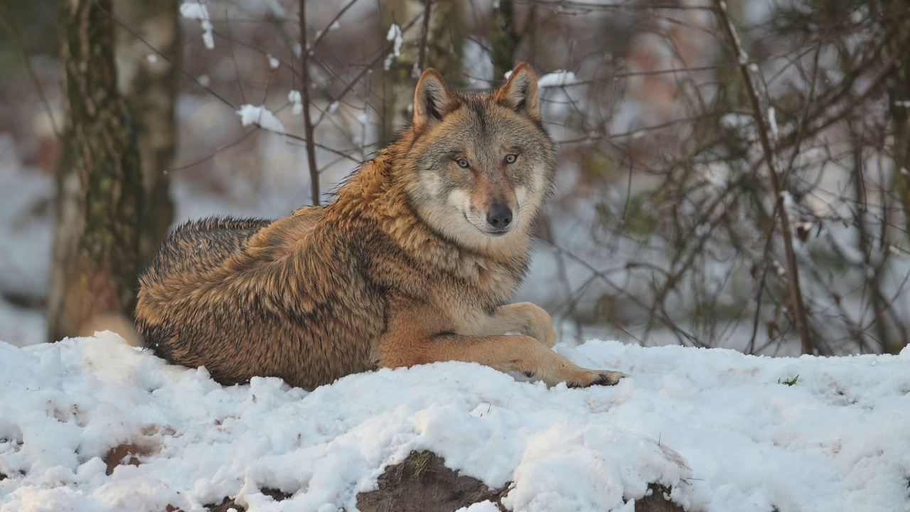 狼(Canis lupus)，在冬天视频素材