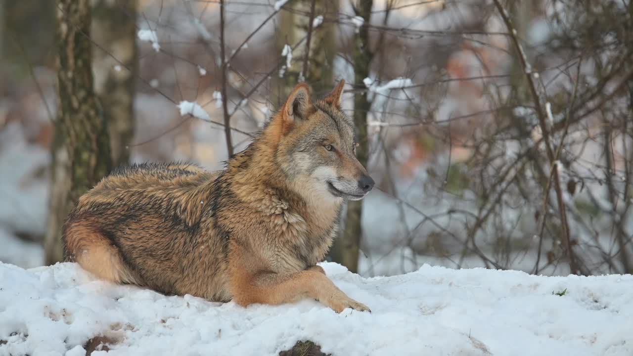 狼(Canis lupus)，在冬天视频素材