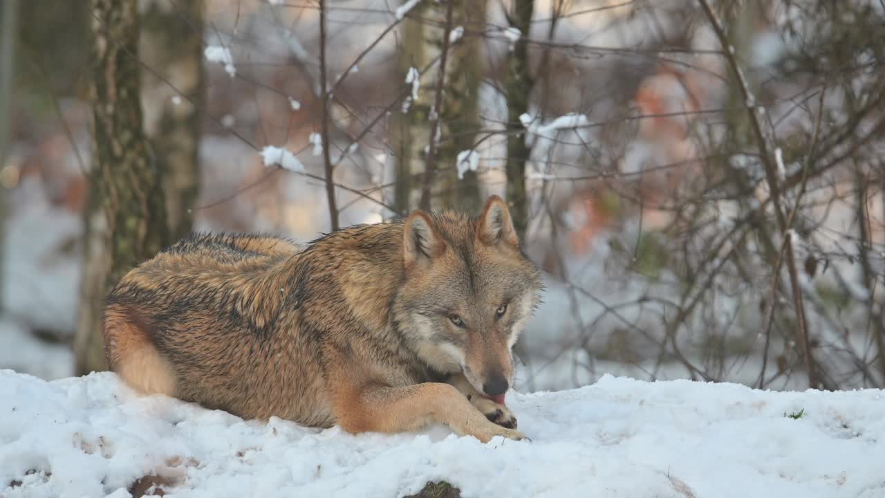 狼(Canis lupus)，在冬天视频素材