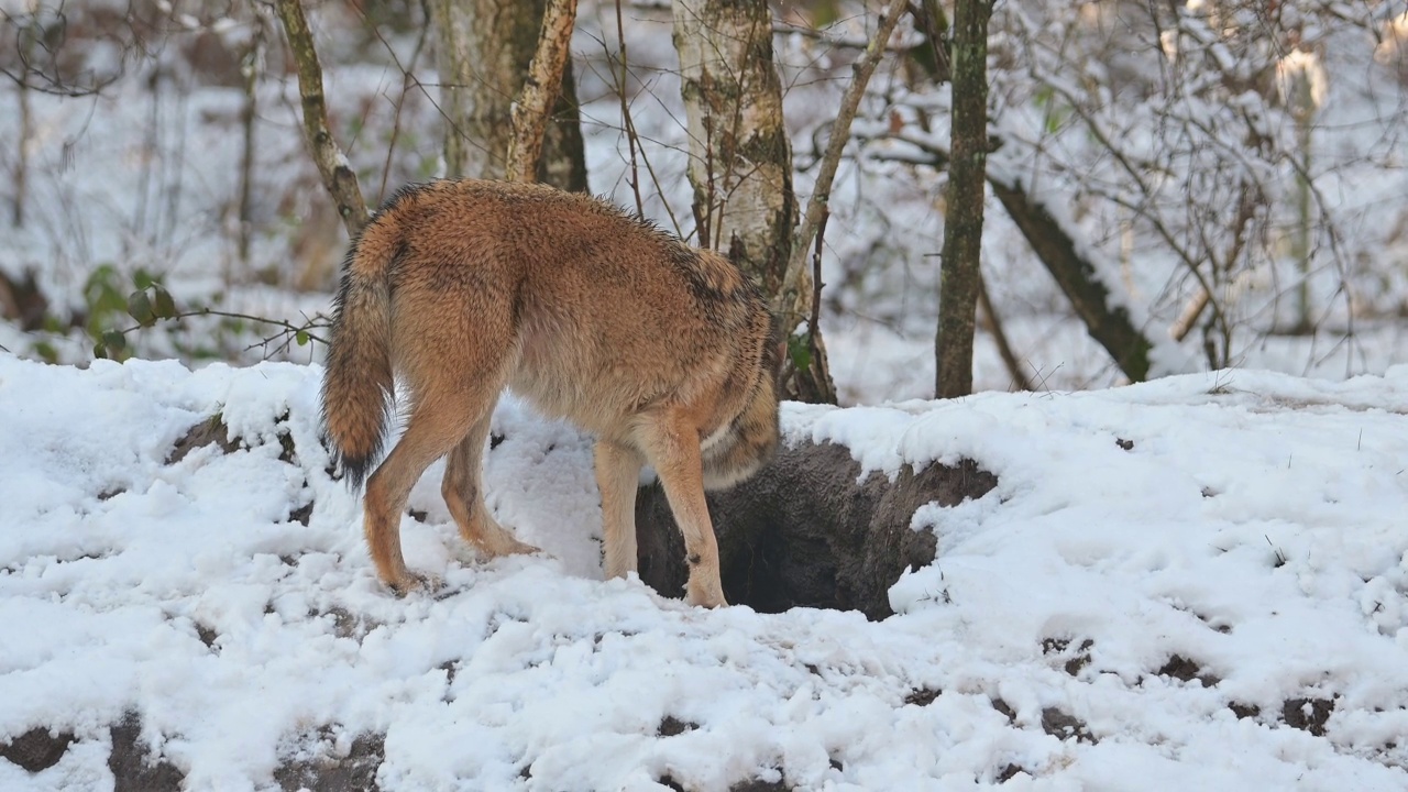 狼(Canis lupus)，在冬天跑步视频素材