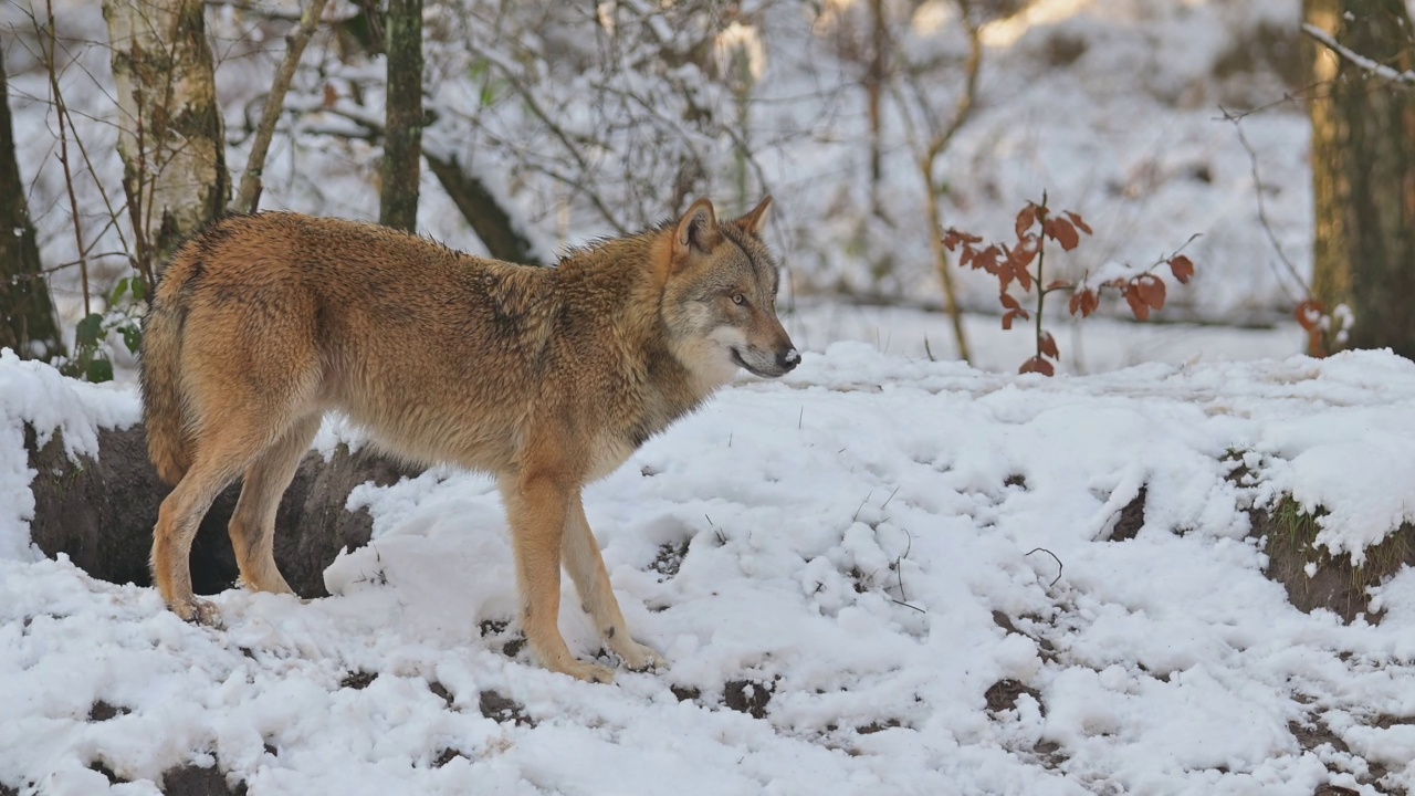 狼(Canis lupus)，在冬天跑步视频素材