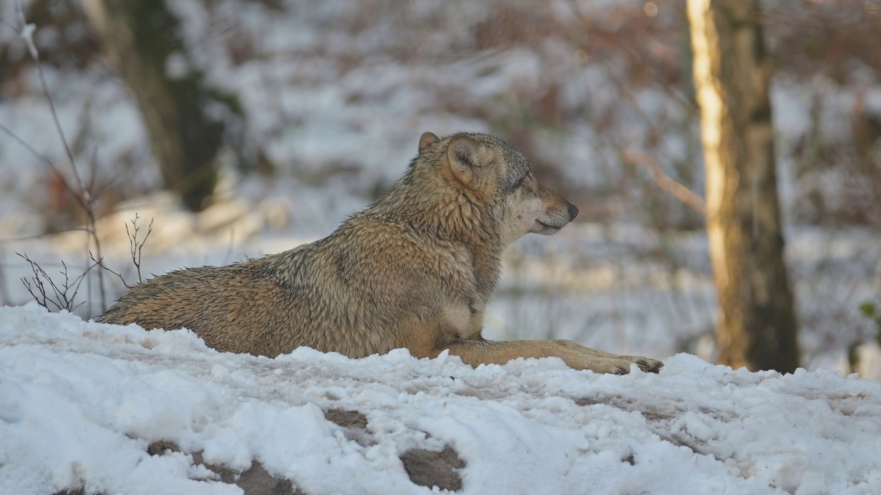 狼(Canis lupus)，在冬天视频素材