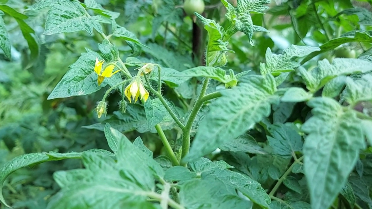 西红柿在花园里开花。种植蔬菜视频下载