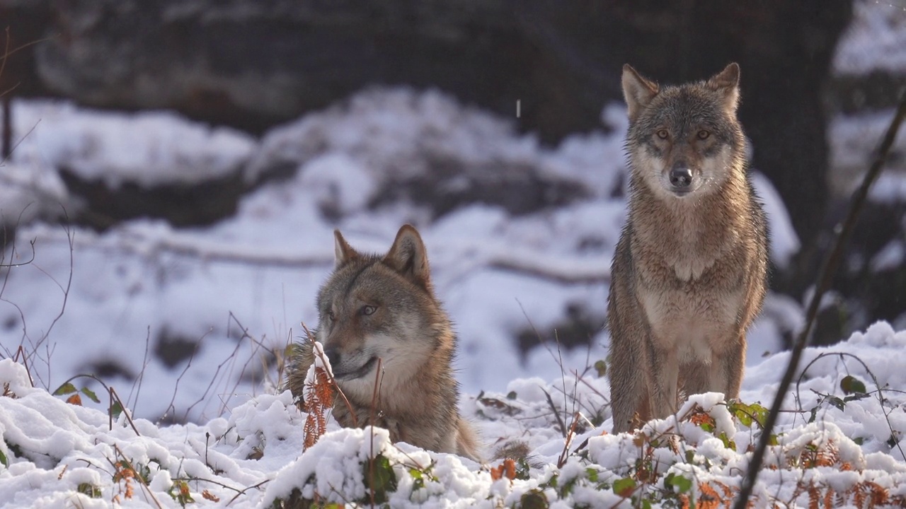 狼(Canis lupus)，冬天的两种动物视频素材