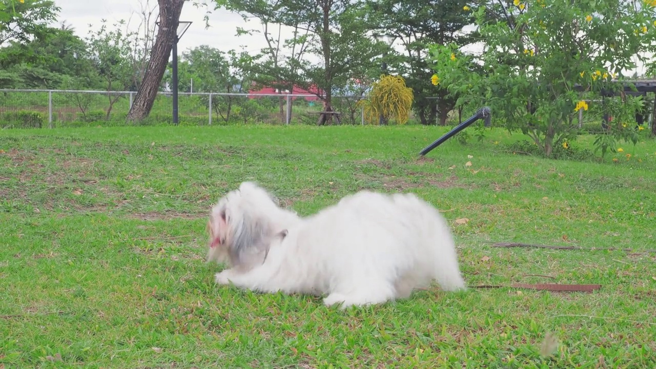 狮子狗和博美犬在公园的草地上玩耍视频素材