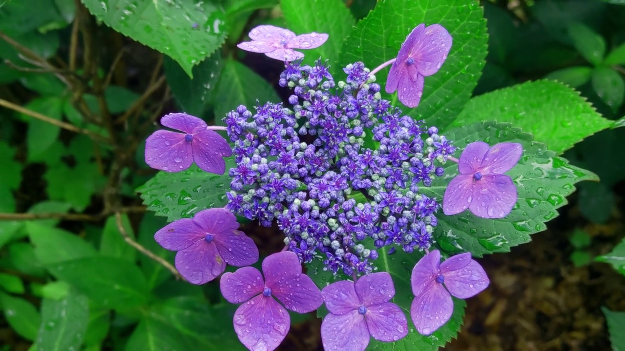 花园或公园里盛开的绣球花的特写。雨后花带水珠视频素材