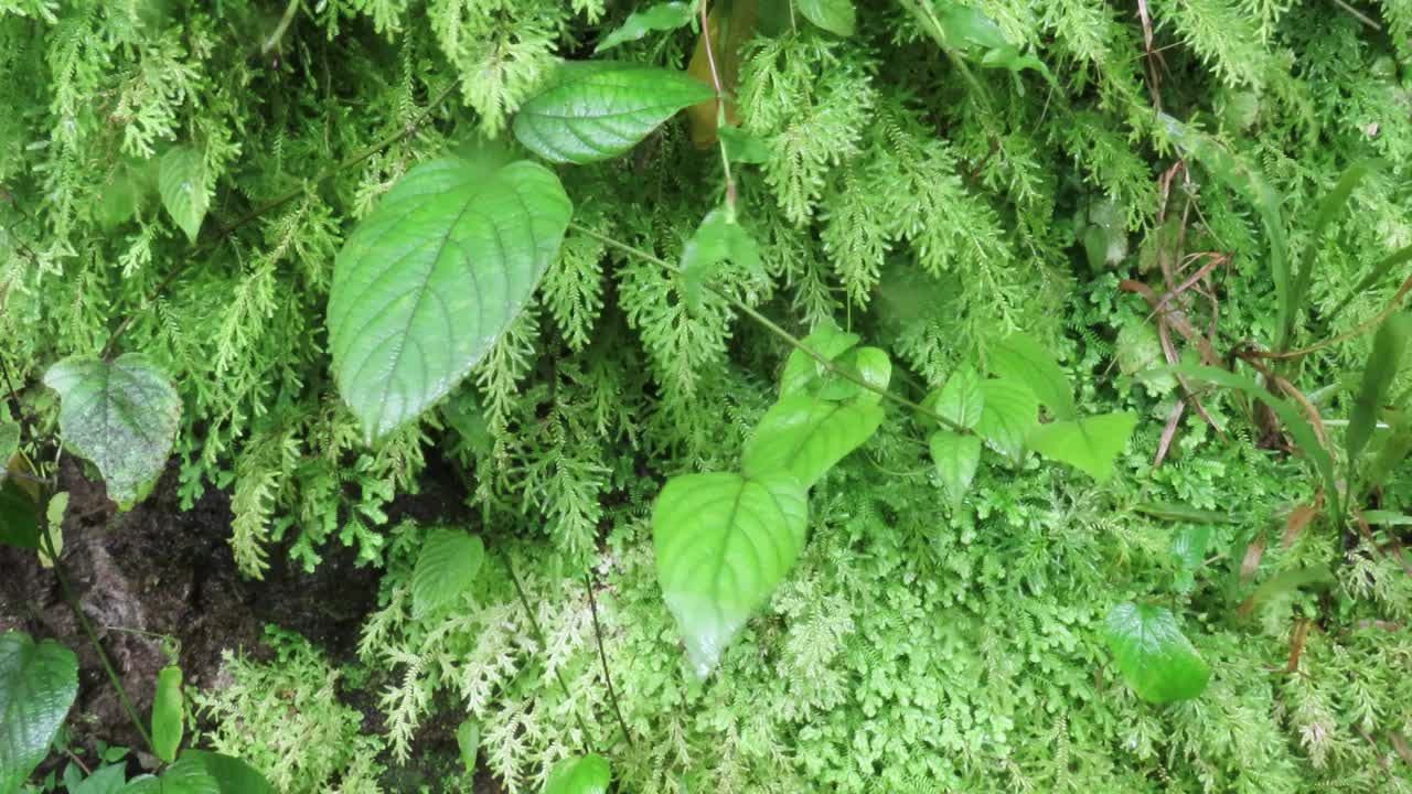 卷柏种虫害蕨类植物视频素材