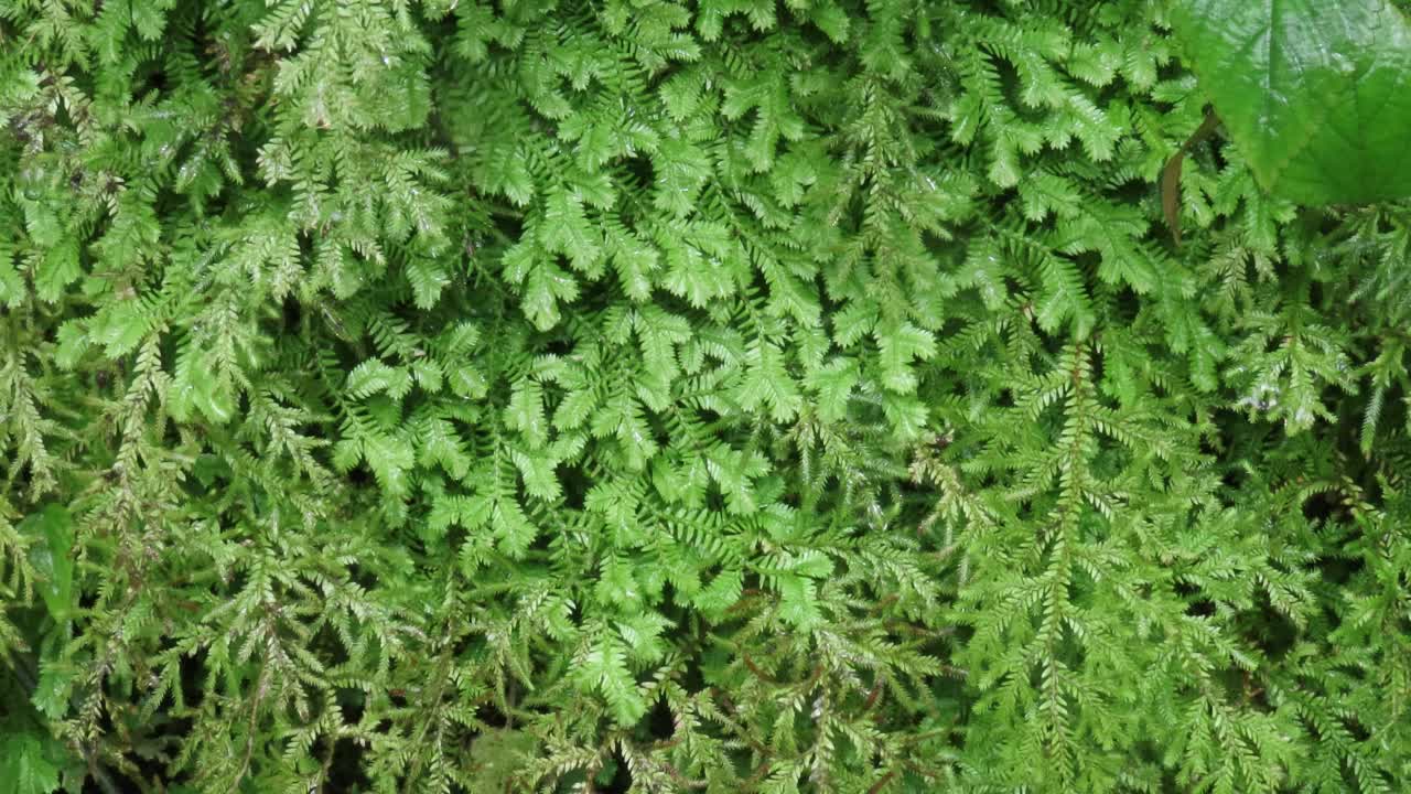 卷柏种虫害蕨类植物视频素材