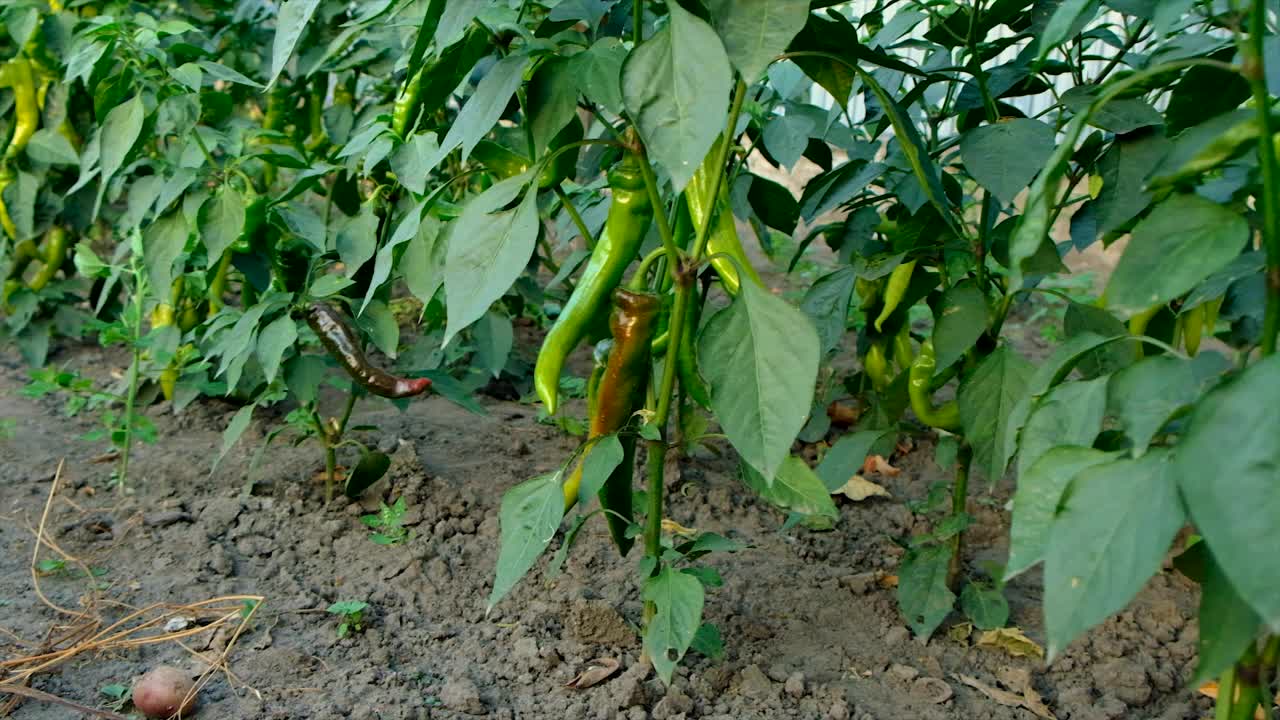 花园里的红辣椒。有选择性的重点。食物。视频素材