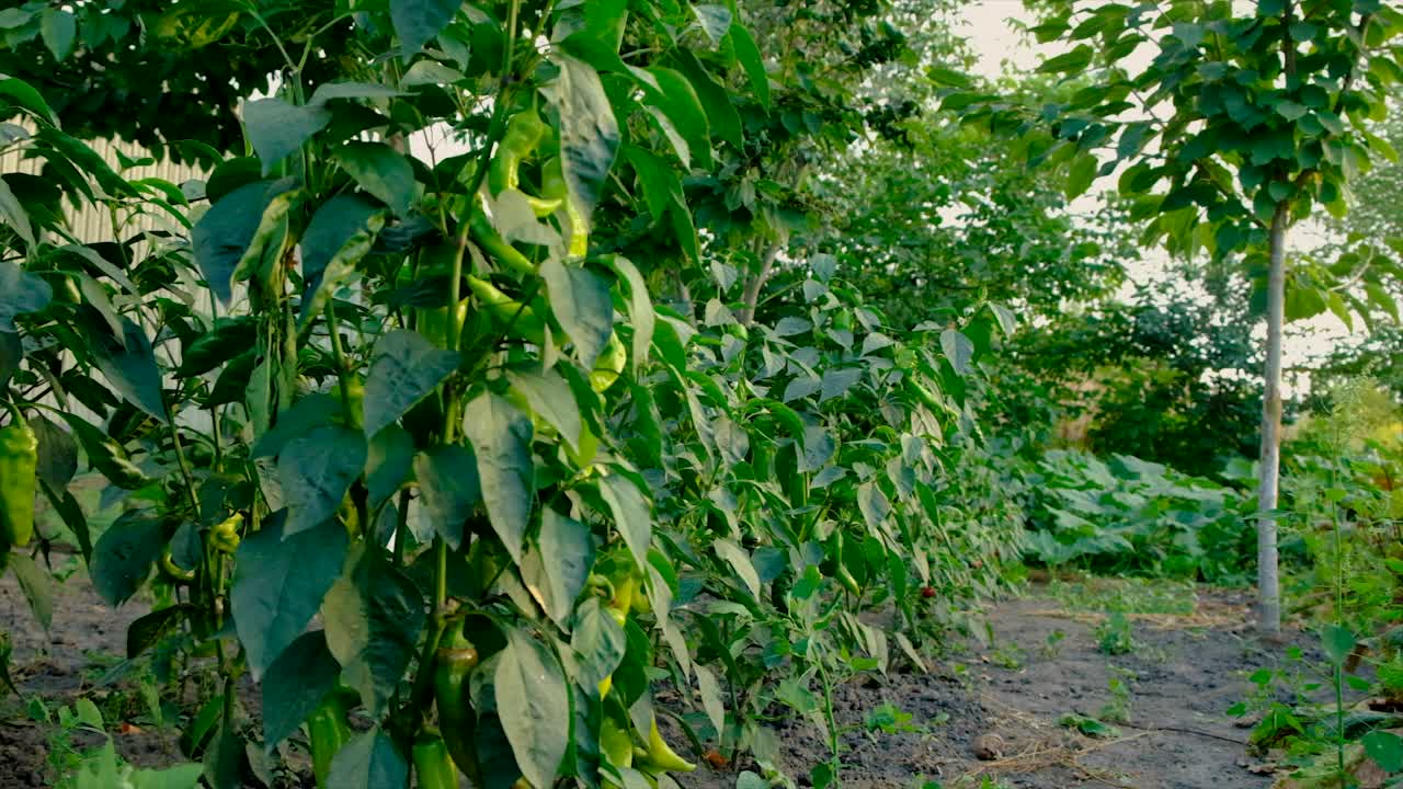 花园里的红辣椒。有选择性的重点。食物。视频素材