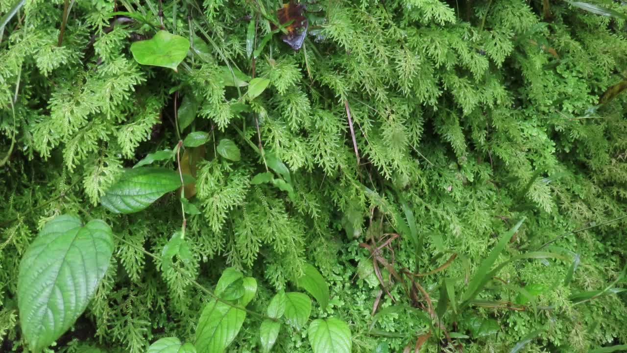 卷柏种虫害蕨类植物视频素材