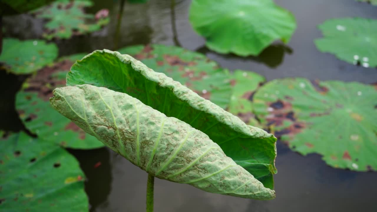 荷叶随风摇曳视频素材