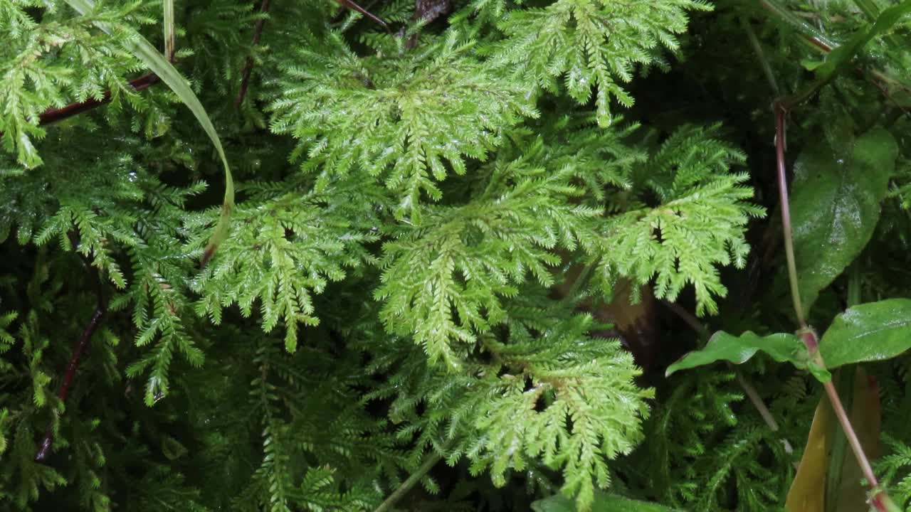 卷柏种虫害蕨类植物视频素材